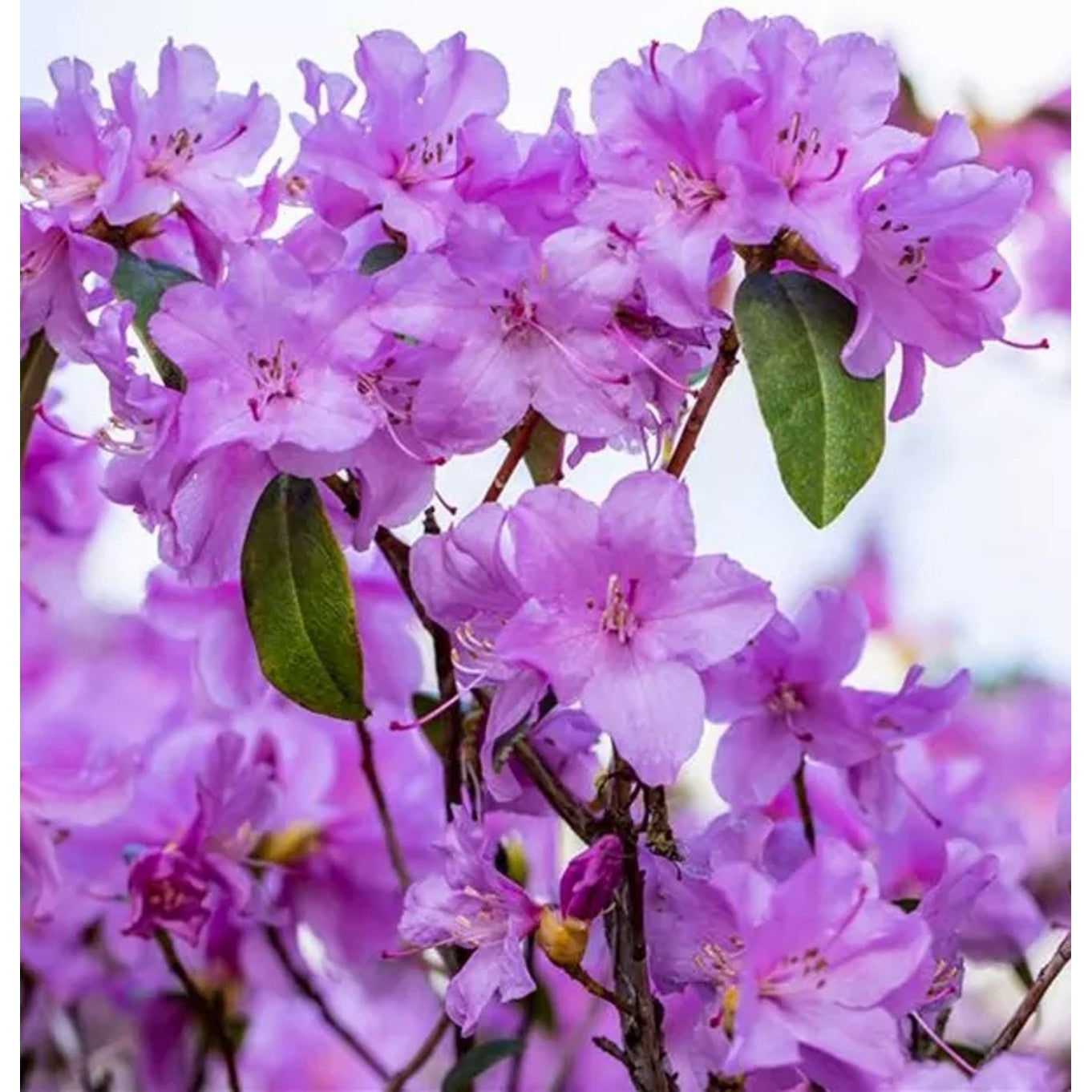 Rhododendron – Rhododendron 'Praecox' - C2 20-25 CM